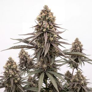 Banana Runtz Auto Seeds