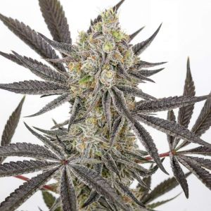 Banjo Candy Feminized