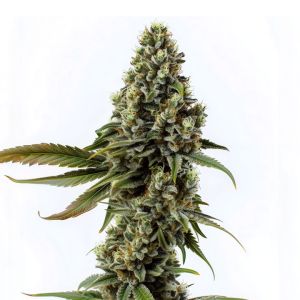 Banjo Candy Feminized Cannabis Seeds