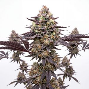 Berry Pie Seeds