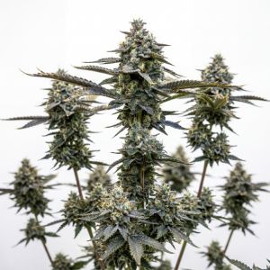 Big Blue Auto Seeds