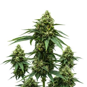 Big Bud Auto