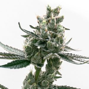 Biscotti Autoflower Cannabis Seeds