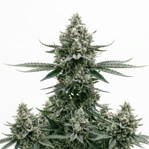 Biscotti Autoflower Cannabis Seeds