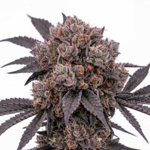 Black Cat Kush Feminized