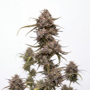 Black Cherry Punch Auto Seeds