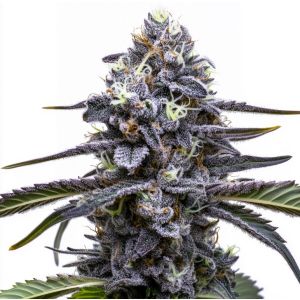 Black Cat Kush Feminized Cannabis Seeds