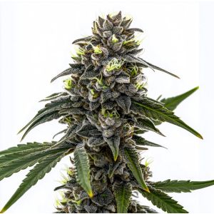 Black Frost Feminized