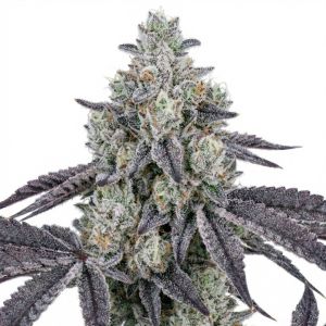 Blue Lobster Feminized Cannabis Seeds
