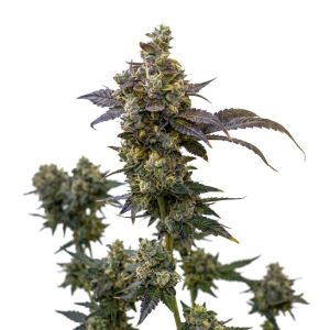 Blueberry Auto