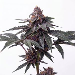 Blueberry Banger Feminized 