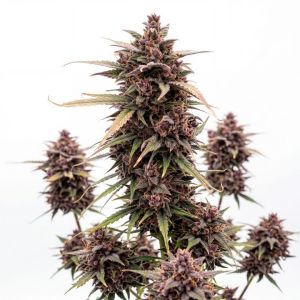 Blueberry Gusto Auto Seeds