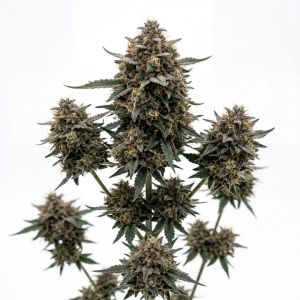 Blueberry x Mazar