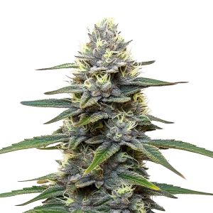 Blueberry Banger Feminized Cannabis Seeds