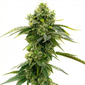 Bruce Banner Feminized