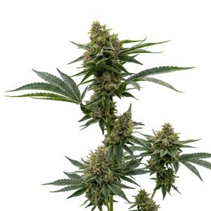 Bubba Kush Autoflower