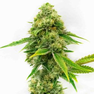 Harlequin Feminized Cannabis Seeds