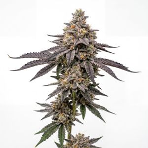 Cap Junky Seeds