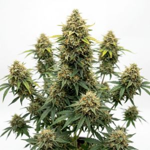 CBD Auto Ratio 1:30 Seeds