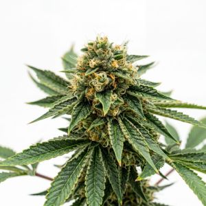 OG Kush CBD
