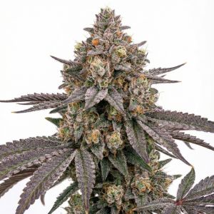 Cereal Milk Feminized