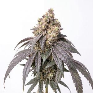 Cereal Milk Feminized