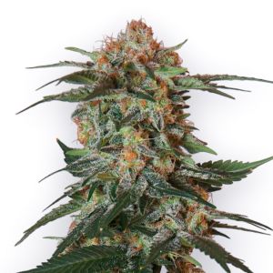 Cereal Milk Feminized Cannabis Seeds