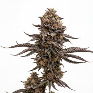 Chocolate Orange Feminized