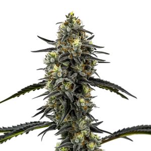 Clementine Crush Feminized Cannabis Seeds
