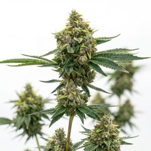 Cristal Metal Auto Seeds