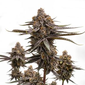 Critical Purple Autoflower 