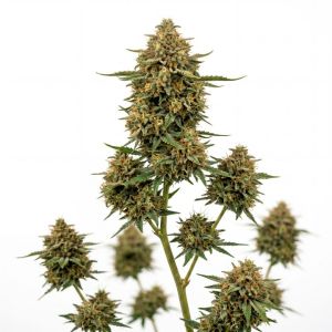 Critical Glue Auto Seeds