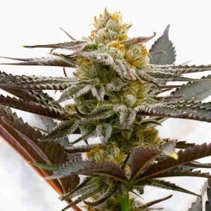 Sugar Black Rose Feminized Cannabis Seeds