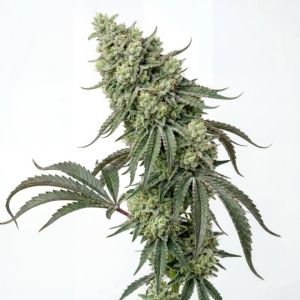Diesel King Feminized