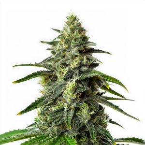 Diesel King Feminized Cannabis Seeds