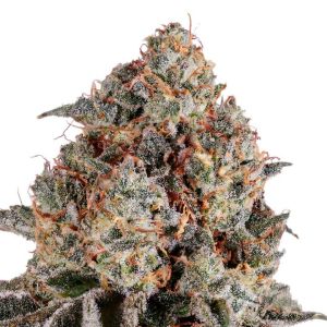 Dosed Chocolate Chips Seeds
