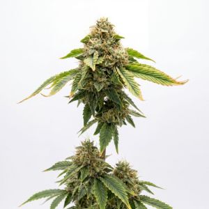 Grandaddy Glue Auto Seeds