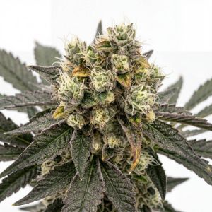 Dream Queen Seeds