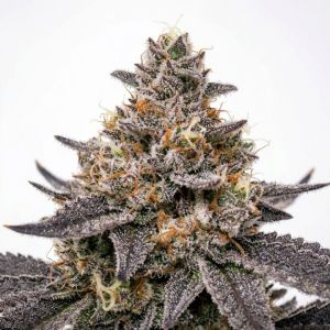 Dulce De Uva Feminized Cannabis Seeds