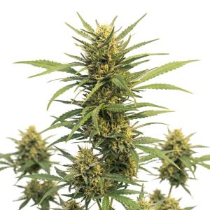 Durban Poison Auto