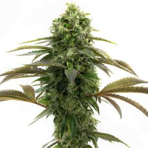 Bubblegum Autoflower Cannabis Seeds
