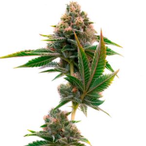 Jedi Cookies Feminized Cannabis Seeds