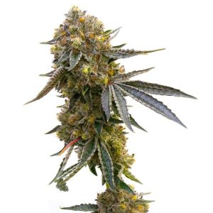 Cannatonic Feminized Cannabis Seeds