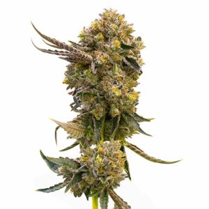 Fruit Autoflower Cannabis Seeds