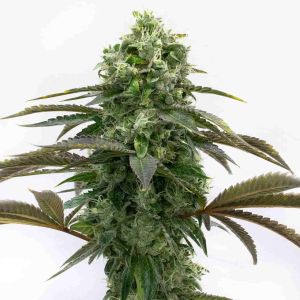 Black Demon OG Feminized Cannabis Seeds