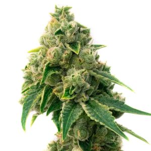 Mazar Feminized Cannabis Seeds