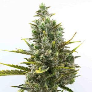Wedding Cake Autoflower Cannabis Seeds