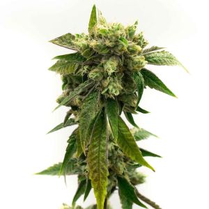 Chronic Widow Feminized Cannabis Seeds