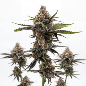 Forbidden Runtz Auto Seeds