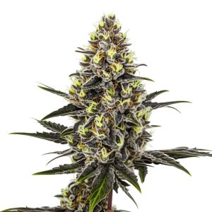 Frozen Punch Feminized Cannabis Seeds